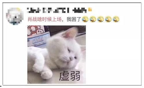懒猫儿吃瓜合集,盘点那些让人捧腹大笑的趣味瞬间