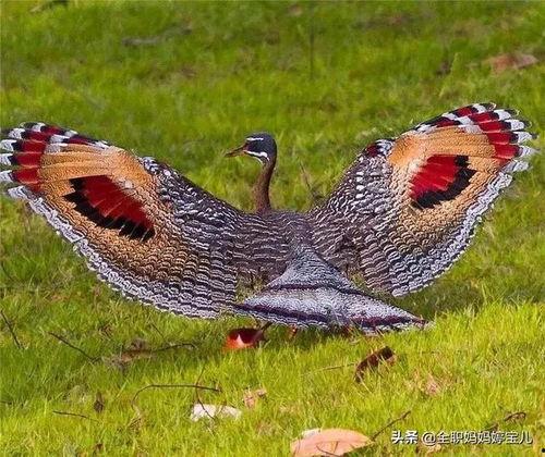 奇葩鸟吃瓜视频,揭秘鸟类世界里的“八卦风云”