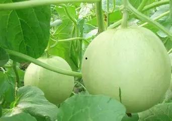 葡瓜滕可以吃吗