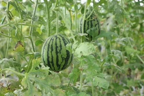 吃瓜十七中,揭秘娱乐圈背后的那些事儿