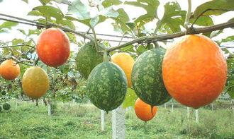 吊瓜馅儿怎么吃