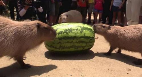 吃瓜的比拼速度,吃瓜达人巅峰对决