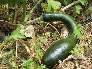 方瓜花怎样吃,创意烹饪新体验